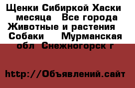 Щенки Сибиркой Хаски 2 месяца - Все города Животные и растения » Собаки   . Мурманская обл.,Снежногорск г.